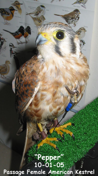 American Kestrel (Passage Female) Photo