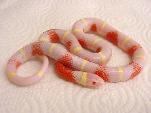 High-White Albino nelson