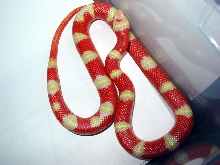 Albino Nelson bullseye