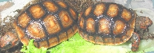 Orange Phase Redfoot Tortoise Pair