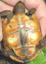 Orange Phase Redfoot Plastron