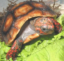 Amazing Redfoot Tortoise Color