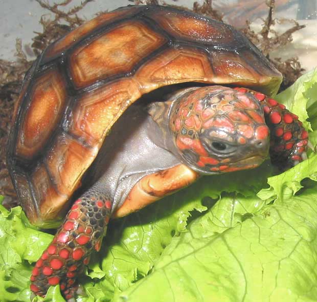 Amazing Redfoot Tortoise Color