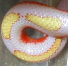 Aberrant Albino Nelson