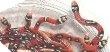 Splotched Spotted Sinaloan Group