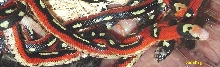 Splotched Spotted Sinaloan Nelson Group