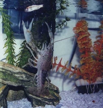 my crayfish