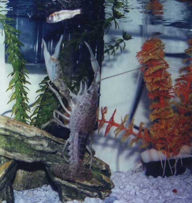 my crayfish