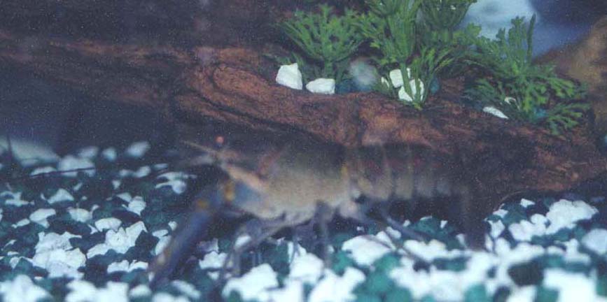 Color crayfish