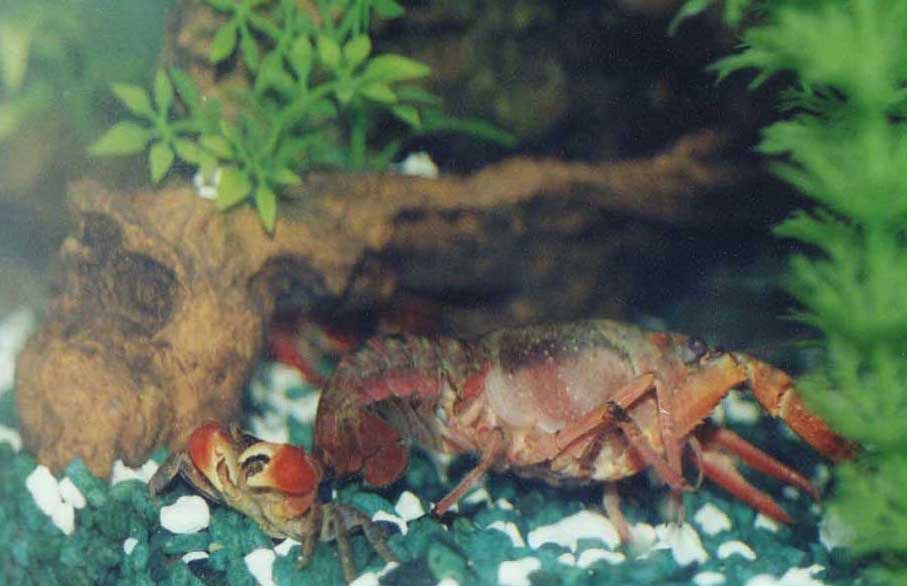 Red crayfish and crab