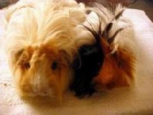 Bonnie and Sadie