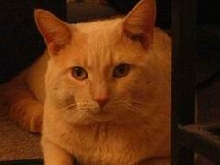 Boscoe