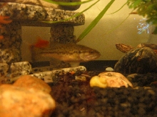 Striker - 1yr old Bass and BamBam 2yr old Snapper