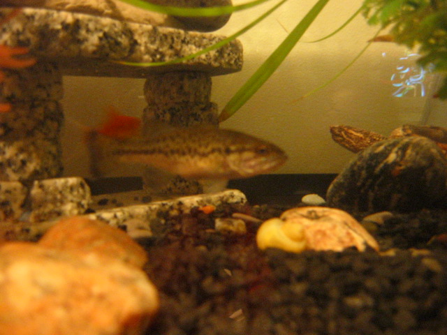 Striker - 1yr old Bass and BamBam 2yr old Snapper