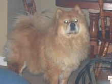Puffy - The Chow Chow