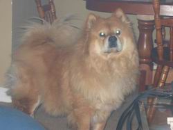 Puffy - The Chow Chow