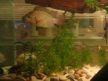 Bens Tank and the Tilapias