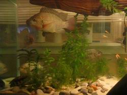Bens Tank and the Tilapias