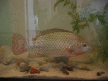 Tilapia