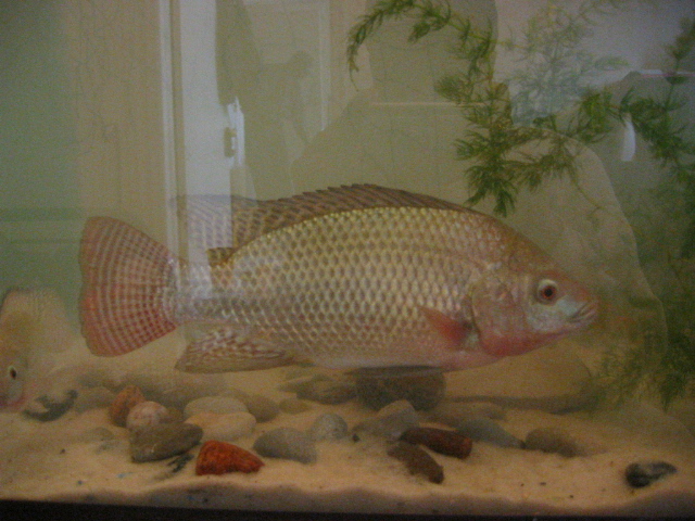 Tilapia