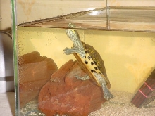 Unsure of Species