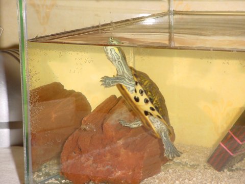 Unsure of Species