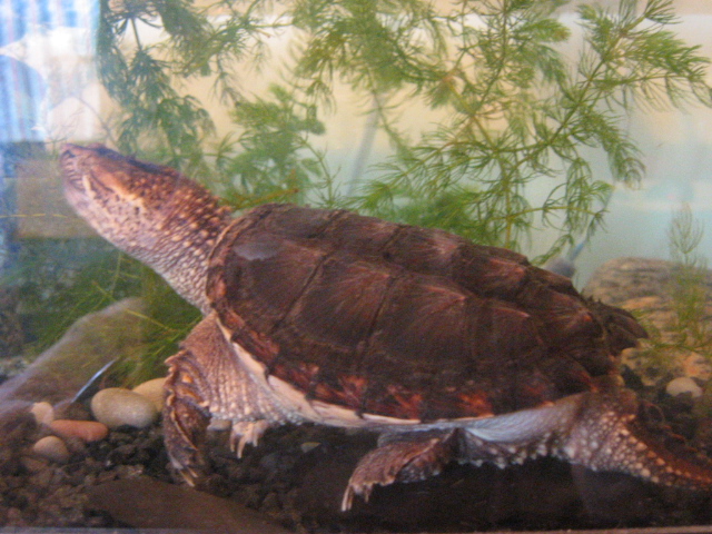 Common Snapping Turtle - BamBam (2yrs)