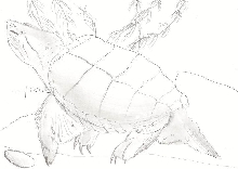 Hand drawn snapper pic