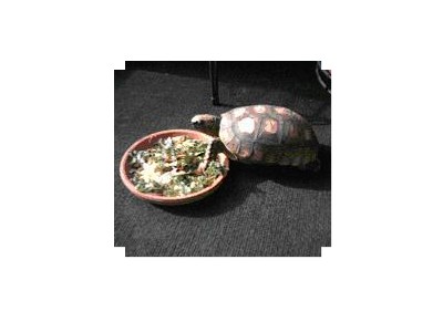 Yellow Footed Tortoise