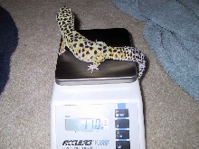 110 gram male leo!