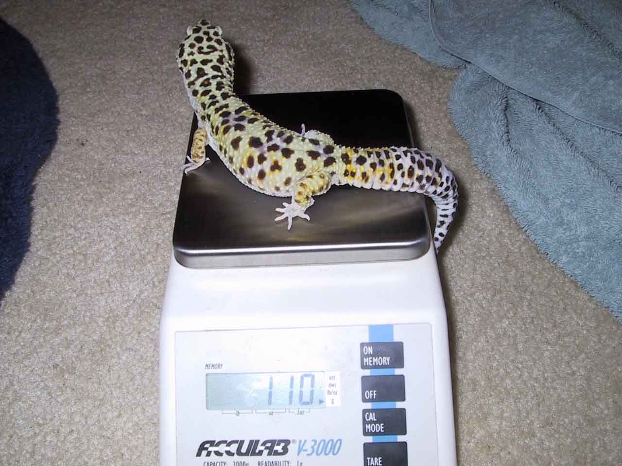 110 gram male leo!