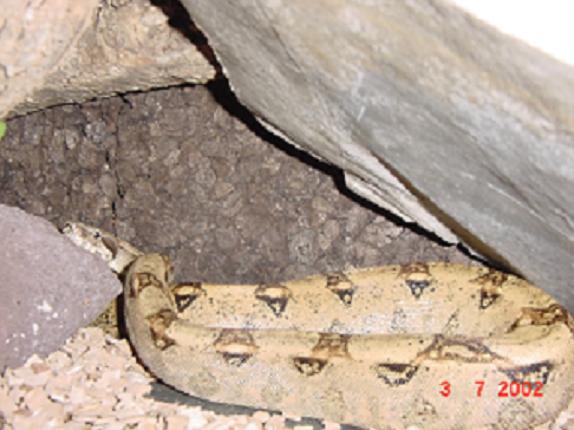 columbian boa