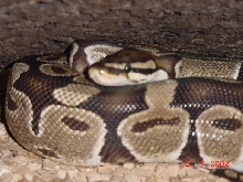 python regius