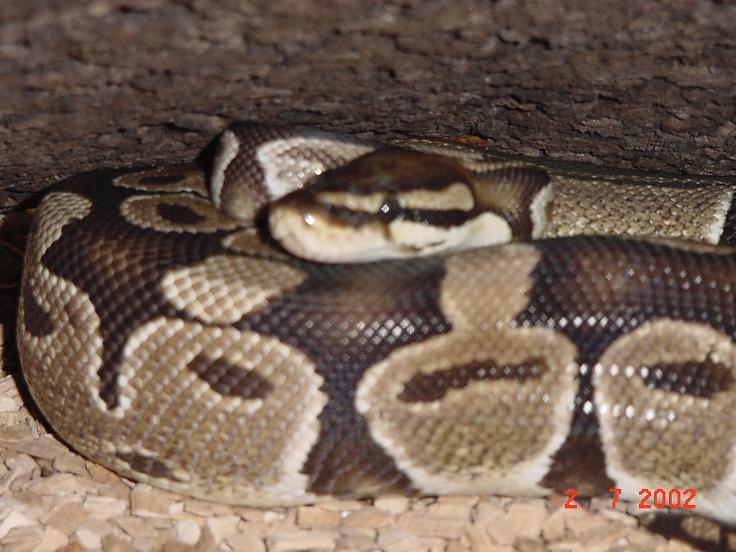 python regius