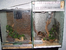 retic
