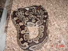large bp