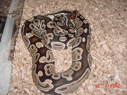 large bp
