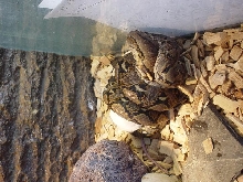 retic eating