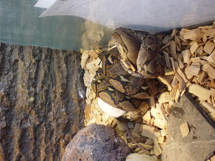 retic eating