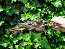 cb retic