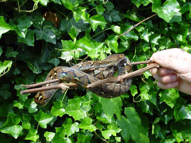 cb retic