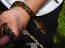cb retic