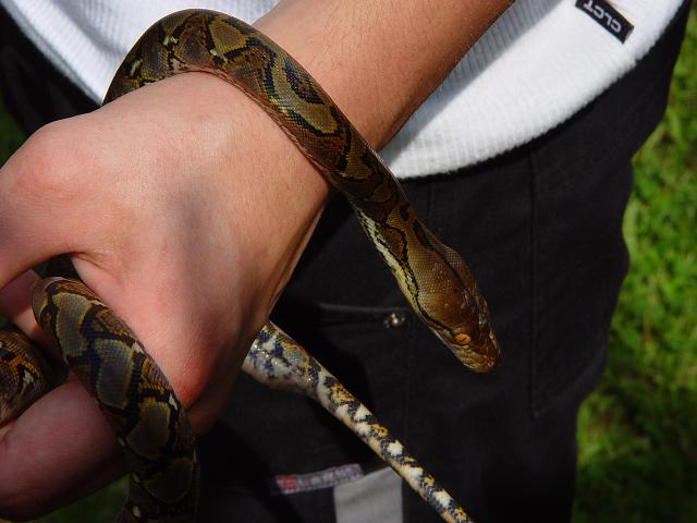 cb retic