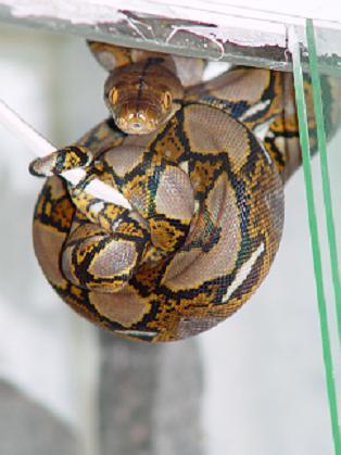 retic hanging on lamp