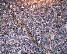 Texas Lyre Snake