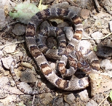 Sonoran lyre snake