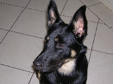 Indi
