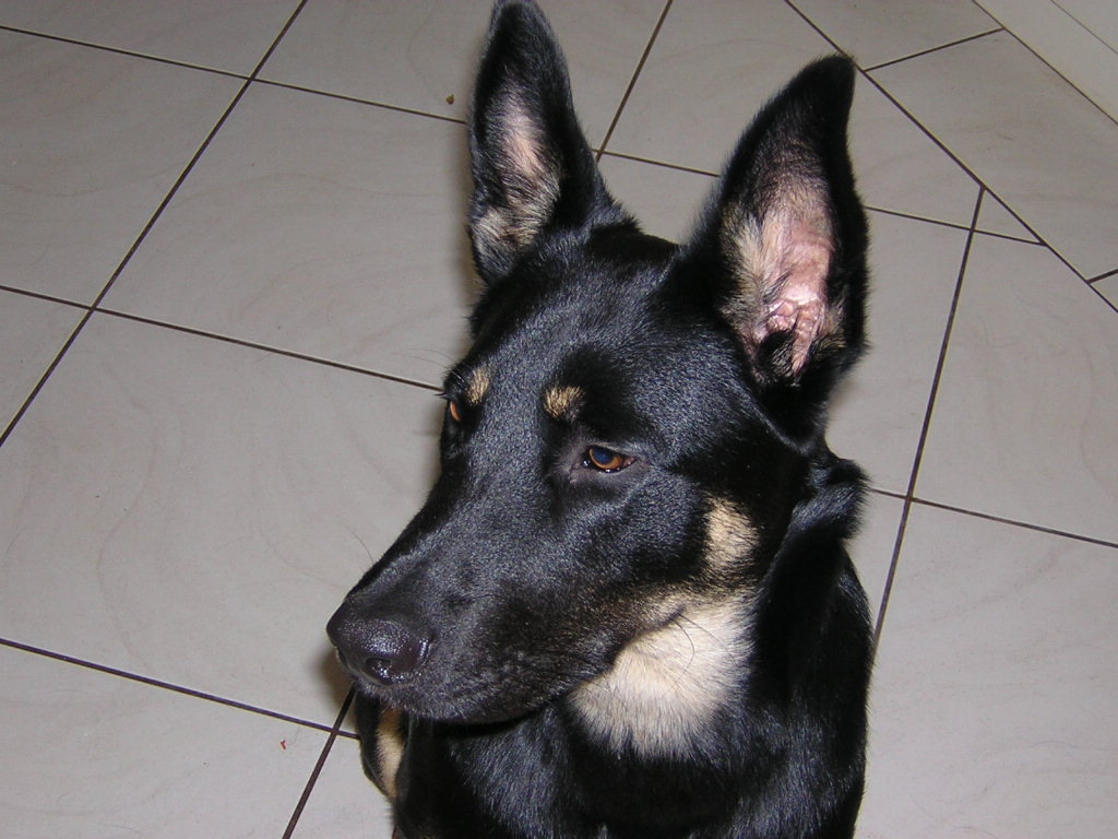 Indi