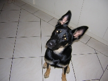 Indi2