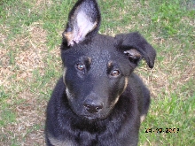 one ear up